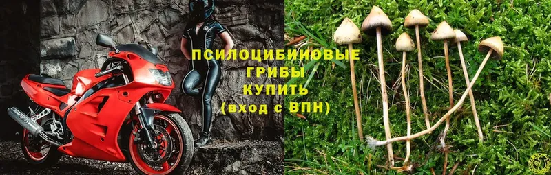 Псилоцибиновые грибы Psilocybe  Артёмовский 